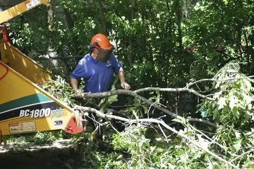 tree services Harbor Springs